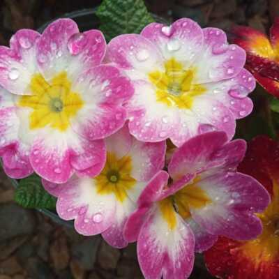 آهنگ اگه نوبت خزونه بهار مال دیگرونه