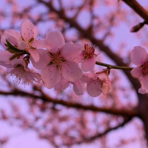 دانلود آهنگ کی بیشتر از من برات میمیره
