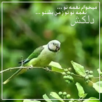 دانلود آهنگ میخوانم نغمه نو از دلکش