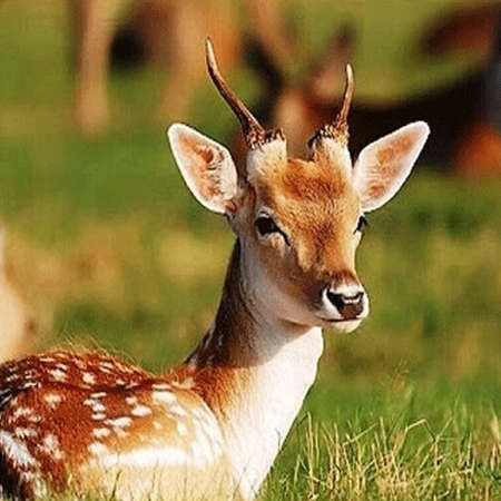 دانلود آهنگ اهو خانم بالا بلند