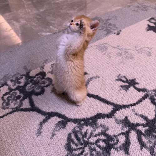 دانلود آهنگ دل بیچاره بمیر نازت خریدار نداره با صدای بچه