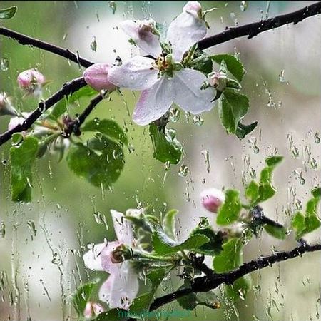 دانلود آهنگ بارون بارون بارونه هی