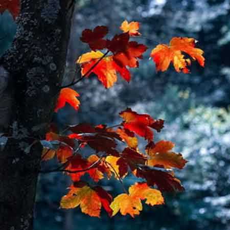 دانلود آهنگ من به یاد عطر بارون زده ی