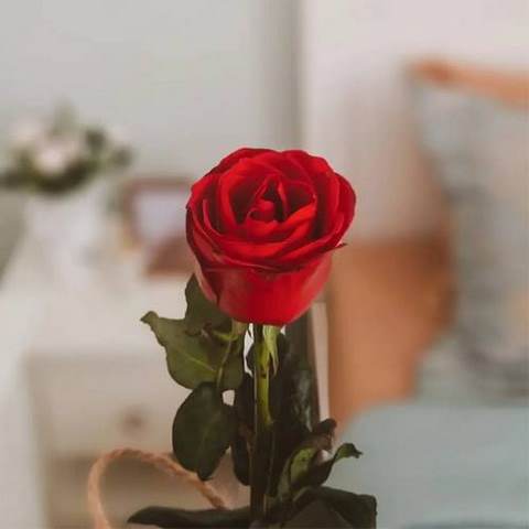 دانلود آهنگ شیرمه شیر اشکنا